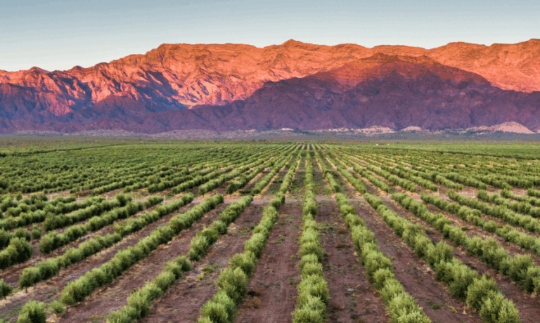 Regalito adelantado: En la previa del Día Nacional de la Olivicultura, San Juan obtuvo la “Indicación Geográfica” de su aceite de oliva virgen extra