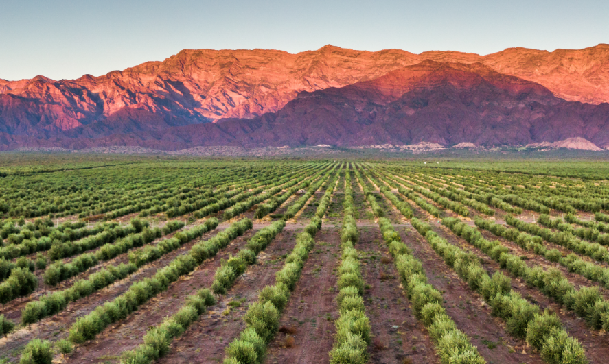 Regalito adelantado: En la previa del Día Nacional de la Olivicultura, San Juan obtuvo la “Indicación Geográfica” de su aceite de oliva virgen extra