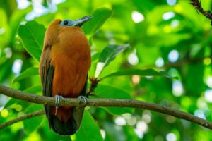 Perissocephalus tricolor: ¿por qué este pájaro no tiene plumas en la cabeza?