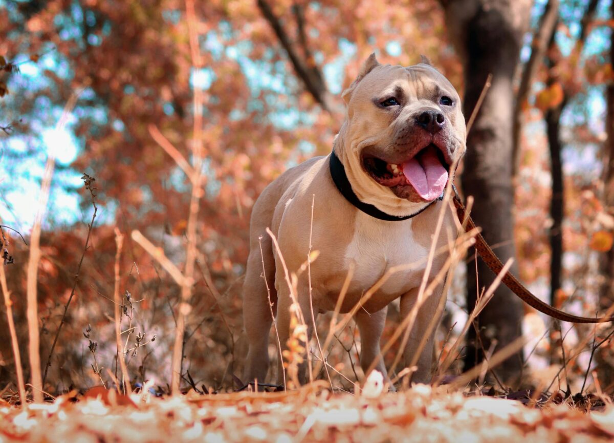 Razas de perro a las que tradicionalmente se les cortan las orejas: motivos, consecuencias y actualidad