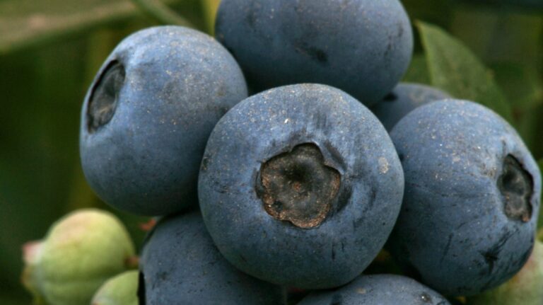 Mejoran las condiciones del ingreso a Brasil de las frutas frescas argentinas