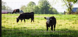 Continúa firme el mercado de ganados