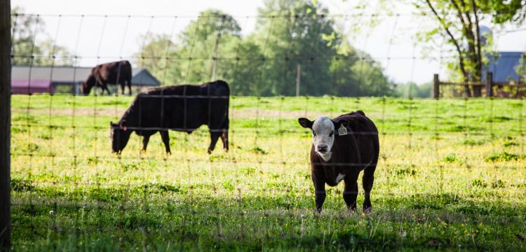 Continúa firme el mercado de ganados