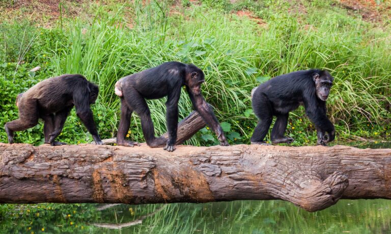 ¿Los chimpancés recuerdan mejor que los humanos? La respuesta está en la evolución