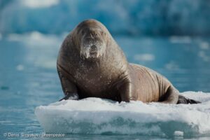 Más señales de alerta desde el Ártico: el derretimiento de sus hielos puede llevar a un caos climático más grande 