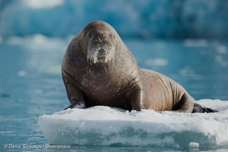 Más señales de alerta desde el Ártico: el derretimiento de sus hielos puede llevar a un caos climático más grande 