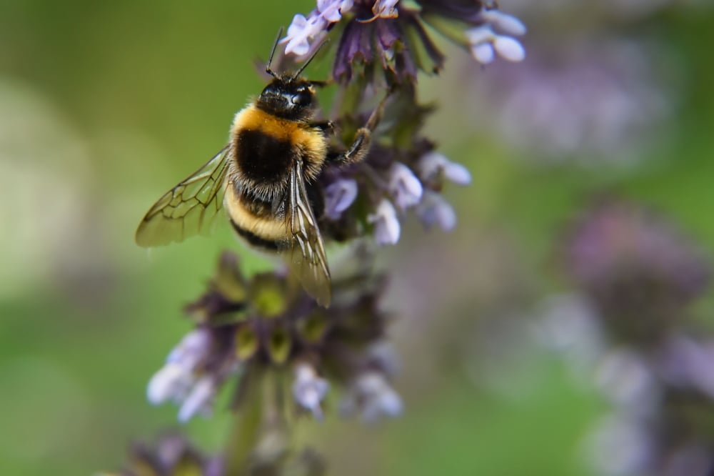 Día Mundial de las Abejas, pequeñas y poderosas heroínas de la naturaleza
