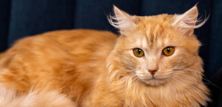 ¿Qué es un gato hipoalergénico?