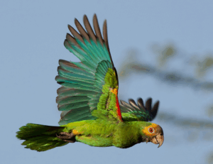 Decomisan Cotorras Margariteñas y Pericos Destinados al Tráfico Ilegal