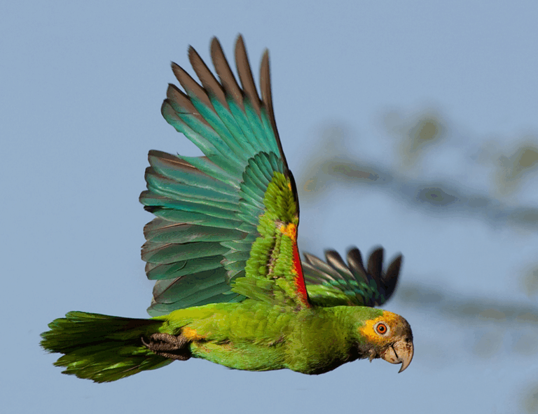 Decomisan Cotorras Margariteñas y Pericos Destinados al Tráfico Ilegal