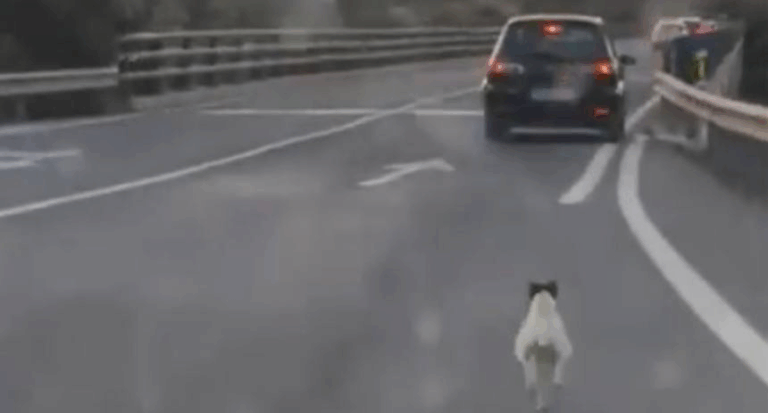 Una familia abandonó a un perrito en plena carretera de España