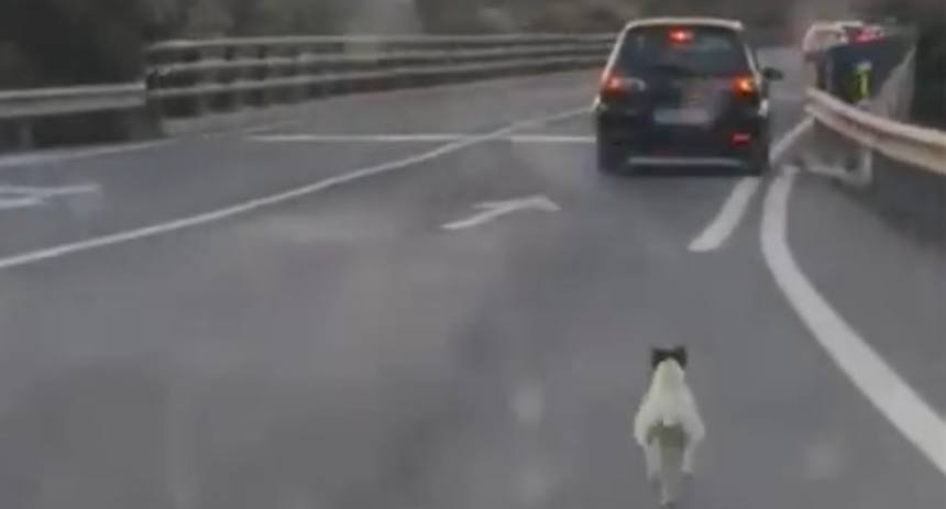 Una familia abandonó a un perrito en plena carretera de España