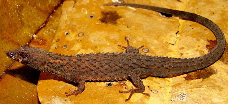 Biólogos de Texas identificaron nueva especie de lagartija en Venezuela