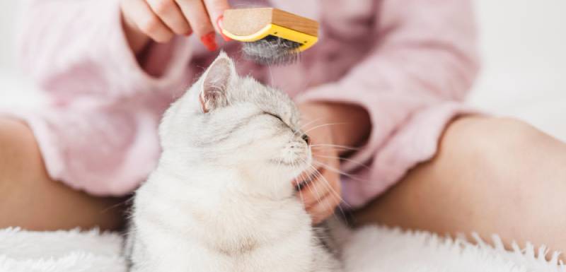 ¿Por qué me muerde mi gato? Todas las respuestas (y soluciones) que necesitas