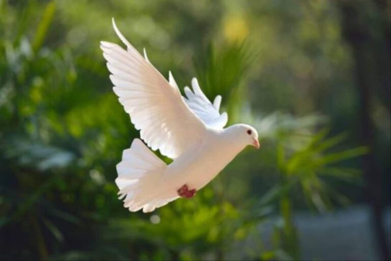 ¿Por qué la Iglesia prohibió que el Espíritu Santo se representara como una persona?