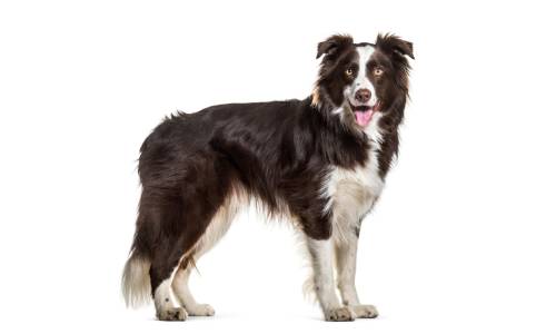 ¿Buscas un perro para hacer deporte? Estas son las razas que mejor siguen tu ritmo