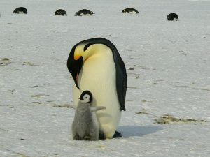 Día Internacional del Pingüino: Conciencia por una especie única