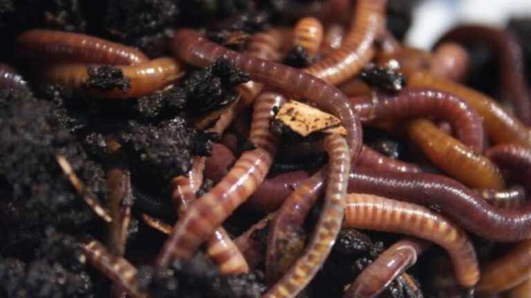 Soñar con gusanos: qué significa y cómo interpretar este sueño en profundidad