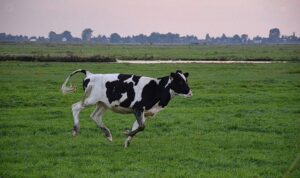 La Corrida ya llegó a Berrutti, ¿y sigue?