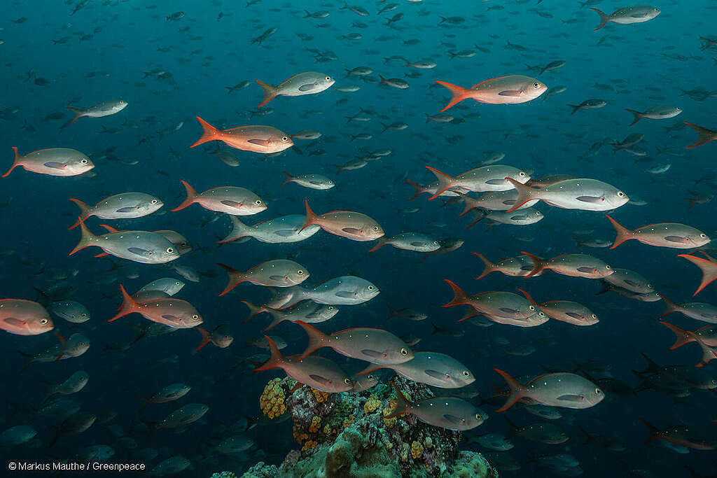 Día Mundial de los Océanos: Sin el Tratado Global, no podremos salvarlos