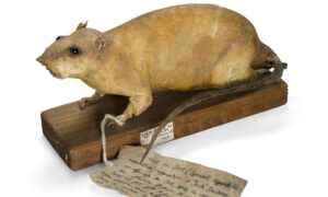 Cuando los británicos quisieron aterrorizar a los nazis durante la Segunda Guerra Mundial, eligieron un arma peculiar: ratas bomba