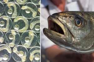 Criar lubinas en la Luna: la rocambolesca idea que está dando de comer a una piscifactoría en un pueblo de Francia