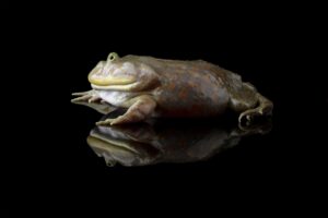 La rana carnívora que gruñe: así es el comportamiento agresivo del Lepidobatrachus laevis