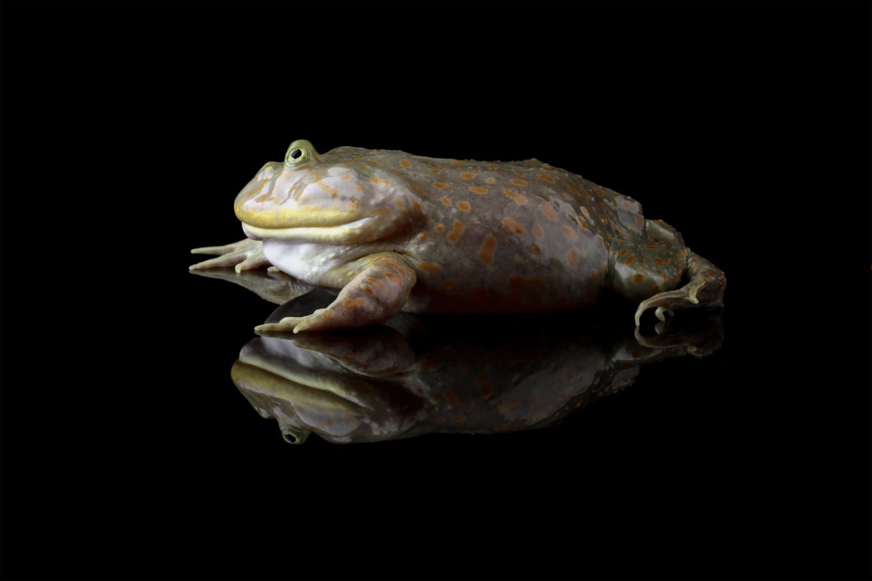 La rana carnívora que gruñe: así es el comportamiento agresivo del Lepidobatrachus laevis