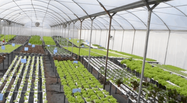 Nueve años después incursionar en la hidroponia, Carlos Lisanti asegura que el negocio aún no encontró su techo y hoy apuesta a diferenciarse con un enfoque más “gourmet”