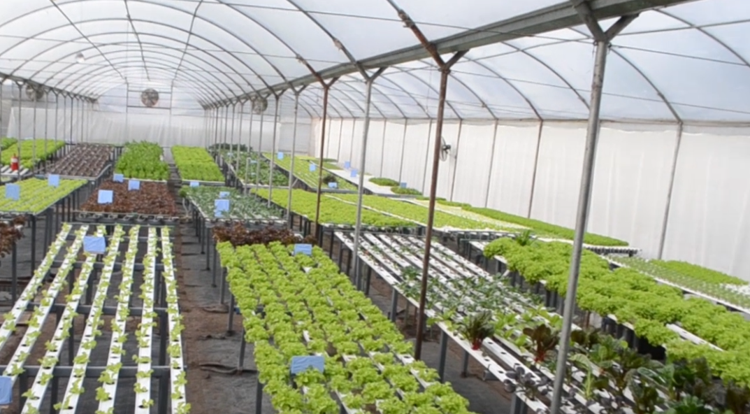 Nueve años después incursionar en la hidroponia, Carlos Lisanti asegura que el negocio aún no encontró su techo y hoy apuesta a diferenciarse con un enfoque más “gourmet”