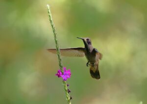El zumbido en la naturaleza: animales, ciencia y curiosidades detrás de sus sonidos