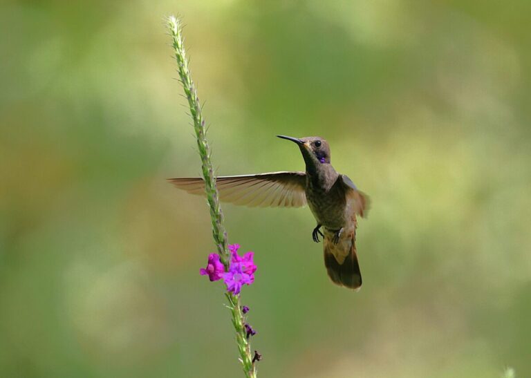 El zumbido en la naturaleza: animales, ciencia y curiosidades detrás de sus sonidos