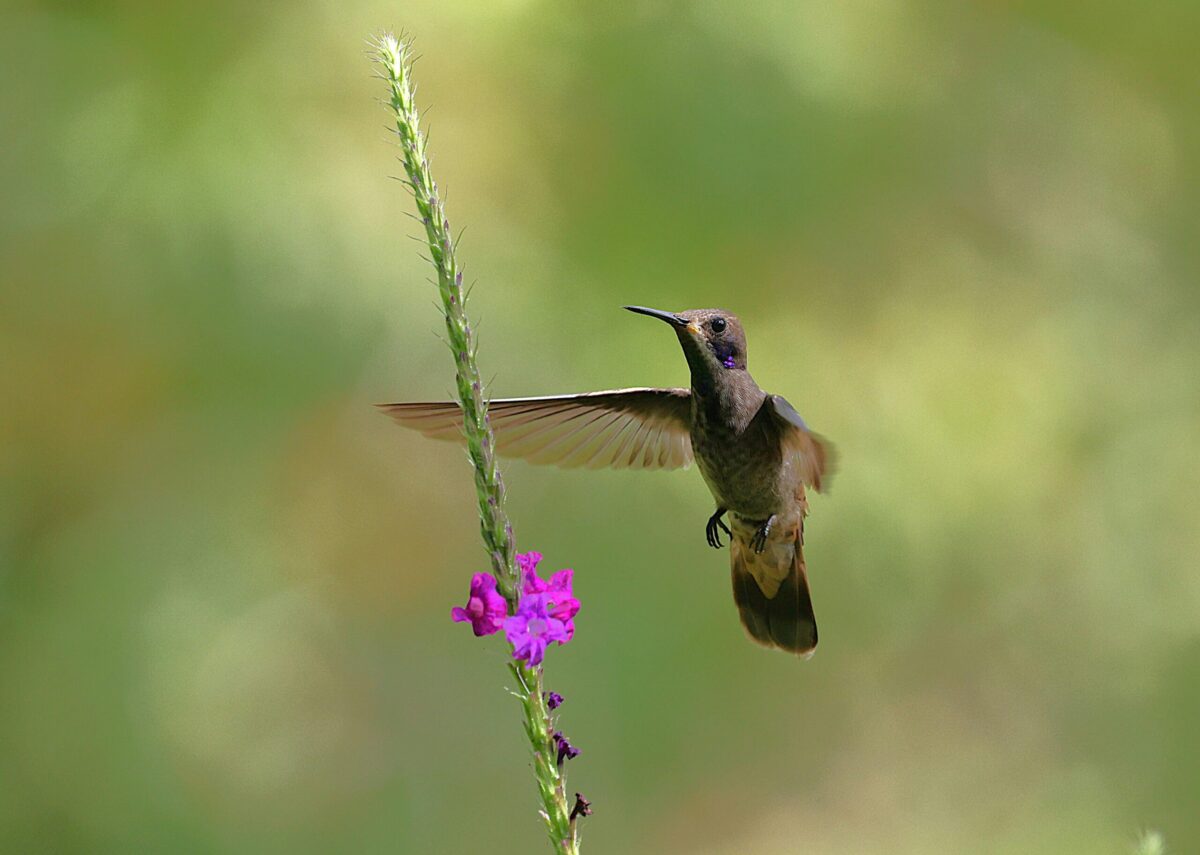 El zumbido en la naturaleza: animales, ciencia y curiosidades detrás de sus sonidos El zumbido en la naturaleza: animales, ciencia y curiosidades detrás de sus sonidos
