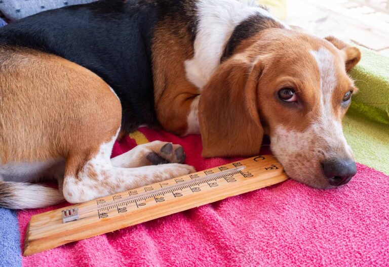 Golpe de calor en perros: síntomas, efectos y tratamiento