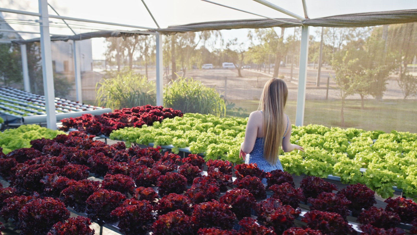 La Eco Huerta Tekove abastece con verduras y hierbas frescas al Gran Bourbon Hotel.