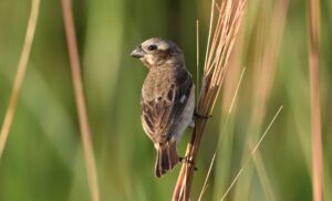 Ituzaingó, la joya argentina del avistamiento de aves: biodiversidad, turismo y naturaleza