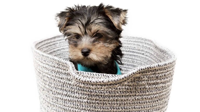 Las Mejores Razas de Perro para Vivir en un Apartamento: Guía Completa sobre Tamaño, Comportamiento y Adaptabilidad