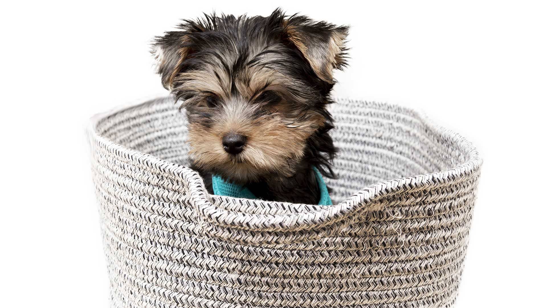 Las Mejores Razas de Perro para Vivir en un Apartamento: Guía Completa sobre Tamaño, Comportamiento y Adaptabilidad