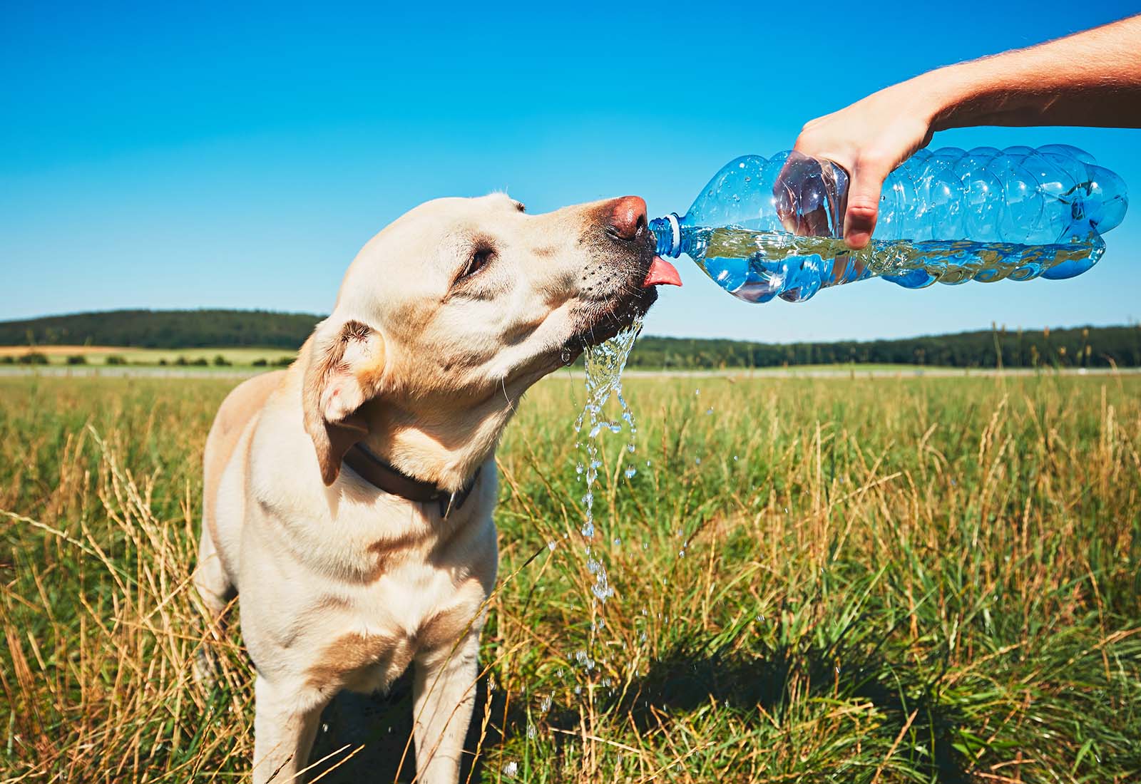 Cómo refrescar a tu perro en verano: 10 consejos