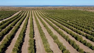 Tras animarse a producir olivos en San Antonio Oeste, Fabián Mañana y su padre elaboraron un aceite premiado a nivel internacional: Su empresa hoy sorprende con la cosecha mecanizada