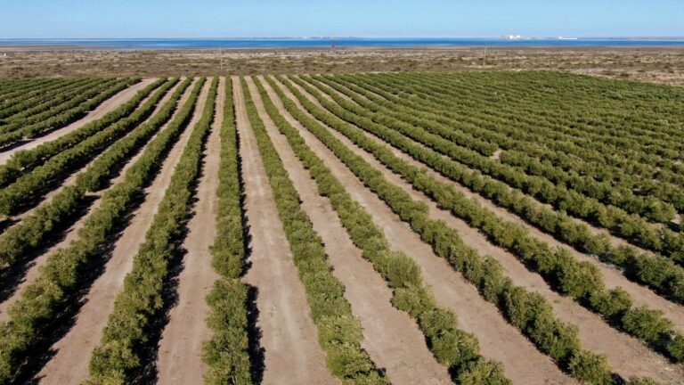 Tras animarse a producir olivos en San Antonio Oeste, Fabián Mañana y su padre elaboraron un aceite premiado a nivel internacional: Su empresa hoy sorprende con la cosecha mecanizada