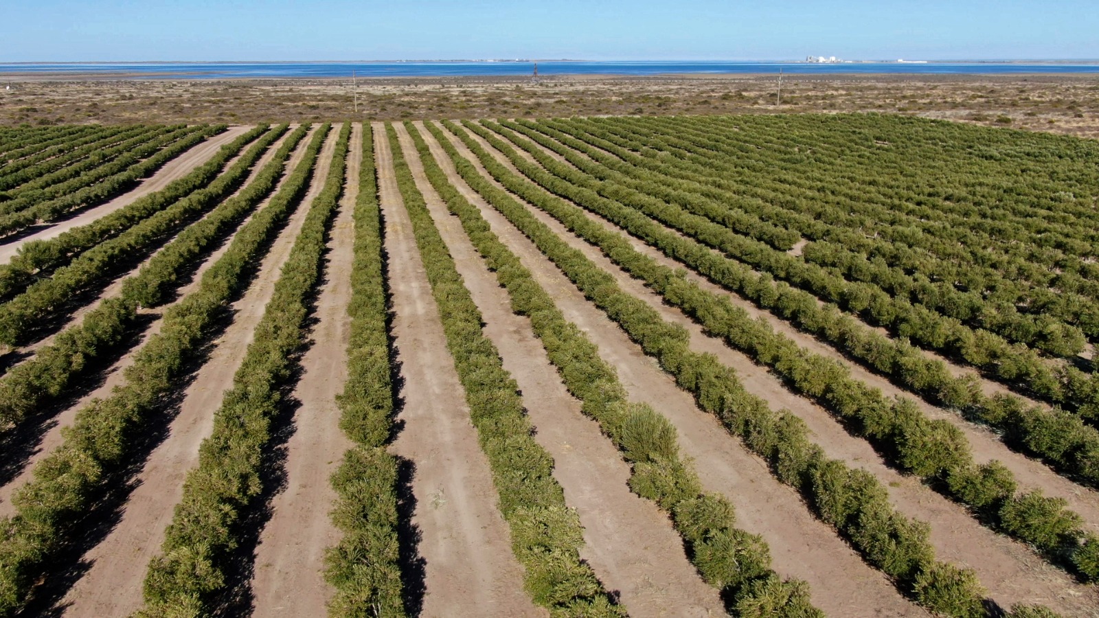 Tras animarse a producir olivos en San Antonio Oeste, Fabián Mañana y su padre elaboraron un aceite premiado a nivel internacional: Su empresa hoy sorprende con la cosecha mecanizada