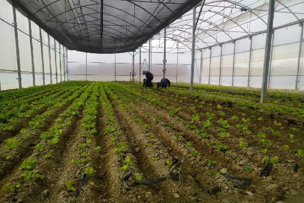 Verduras y hortalizas a 4 mil metros de altura: Sinchi Wayra promueve cultivos sostenibles en una comunidad del altiplano