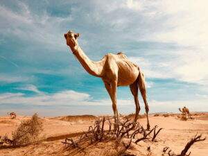 Animales que viven en el desierto: Adaptaciones, especies y curiosidades