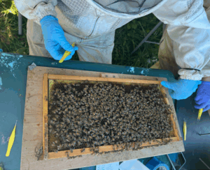 ¿Abejas escaneables? Con cámaras de vigilancia y diminutos códigos QR, investigadores de Estados Unidos monitorean a estos insectos para revelar los secretos ocultos de las colmenas