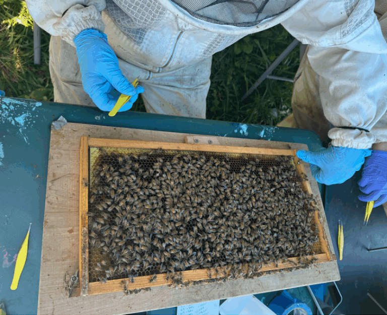 ¿Abejas escaneables? Con cámaras de vigilancia y diminutos códigos QR, investigadores de Estados Unidos monitorean a estos insectos para revelar los secretos ocultos de las colmenas