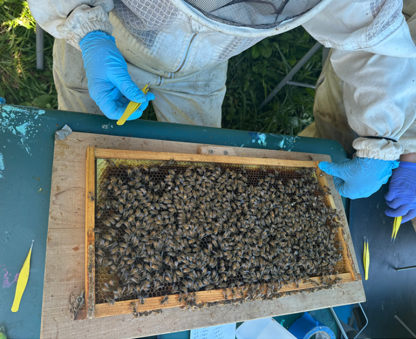 ¿Abejas escaneables? Con cámaras de vigilancia y diminutos códigos QR, investigadores de Estados Unidos monitorean a estos insectos para revelar los secretos ocultos de las colmenas