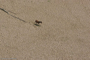 Es tiempo de restaurar la tierra: la regeneración como solución a la desertificación y la sequía