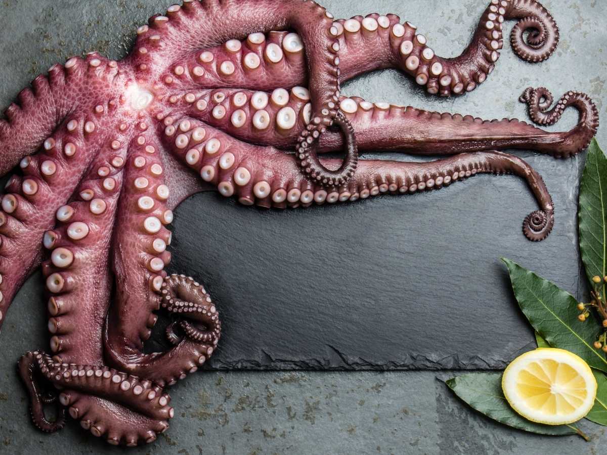 Pulpo a la brasa o a la parrilla