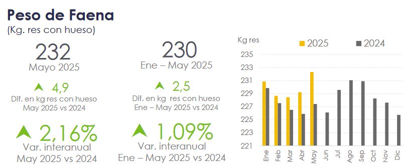 El gobierno dio de baja la norma de peso mínimo de faena porque entiende que “resulta innecesaria en el contexto actual”